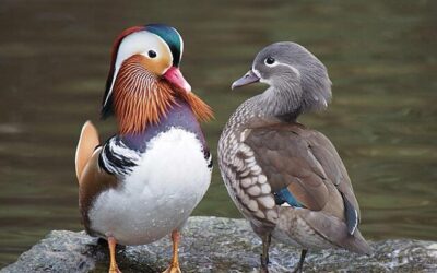 Hebben vrouwen een leider nodig in een man?